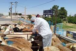 هشدار شبکه دامپزشکی گناباد در خصوص ممنوعیت حمل و نقل دام بدون پلاک کوبی 